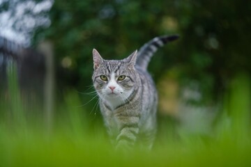 A tabby cat  walks through the grass towards the camera. Closeup portrait of a domestic cat. Felis silvestris catus.  © Monikasurzin
