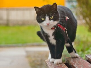 A beautiful black and white cat sits on a wooden bench. Closeup portrait of a domestic cat. Felis silvestris catus.  © Monikasurzin
