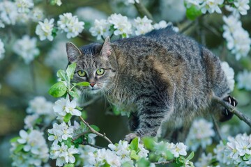 A beautiful tabby cat climbs on a flowering apple tree. Closeup portrait of a domestic cat. Felis silvestris catus.  © Monikasurzin