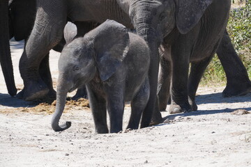 A young African elephant (Loxodonta africana) walking closely protected by adult elephants in Chobe National Park, Botswana © M'Abeele