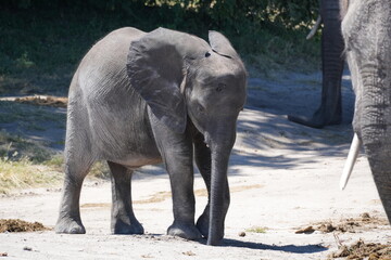 African Elephant Calf Standing on a Safari Track in Chobe National Park, Botswana © M'Abeele