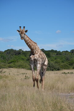 A majestic giraffe standing tall in dry golden grassland under a clear blue sky in Etosha National Park, Namibia.
