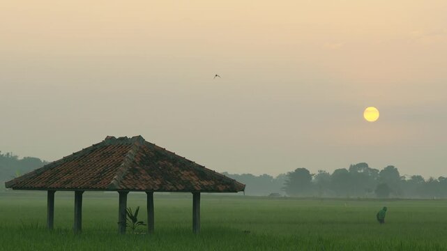 Sunrise timelapse over green rice paddy field with traditional wooden gazebo shelter.
