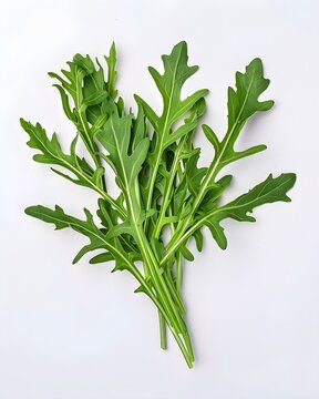 arugula botanical macro detail isolated on white background