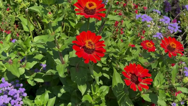 Bright red zinnia flowers blooming in a garden with green leaves