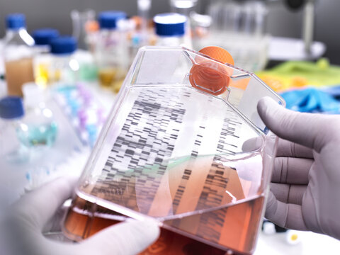 Stem cell research, scientist holding a culture jar with a DNA gel in the background