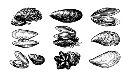 Title: Hand Drawn Mussel Shell Collection Retro Engraving Seafood Vector Illustration on White Background © Yeasin