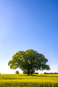 Single green tree in a cereal field under blue sky in Germany