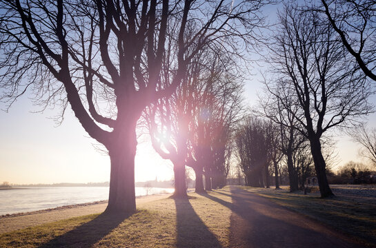 Germany, Neuss, treelined path at morning backlight in winter