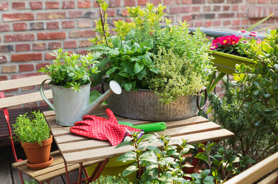 Various herbs cultivated in balcony garden
