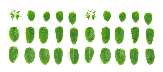 Mint leaves isolated. Peppermint leaf set, green fresh mint, spearmint menthol plant close up © ange1011
