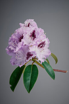 Close up of purple rhododendron stem floating against gray background