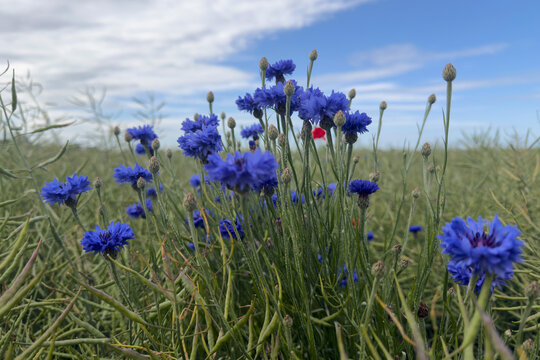 Close up of vibrant blue cornflowers growing in rural meadow