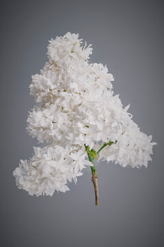 Still life of white lilac blossoms on floating stem against gray background