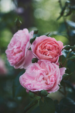 Close up of beautiful pink English Roses and buds growing on stems