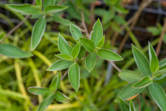 Fresh green leaves with serrated edges. Plants growing in a garden setting. Natural background with soft focus. Vibrant foliage in daylight. Plant leaves show healthy growth