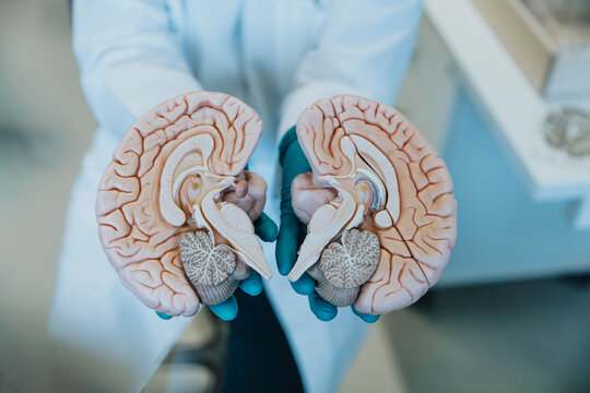 Scientist showing halves of artificial human brain part while standing at laboratory