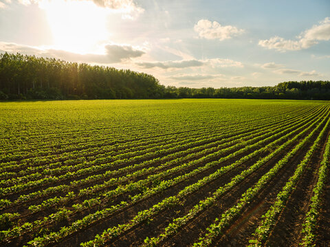 Serbia, Vojvodina Province, Vast soybean field at summer sunset