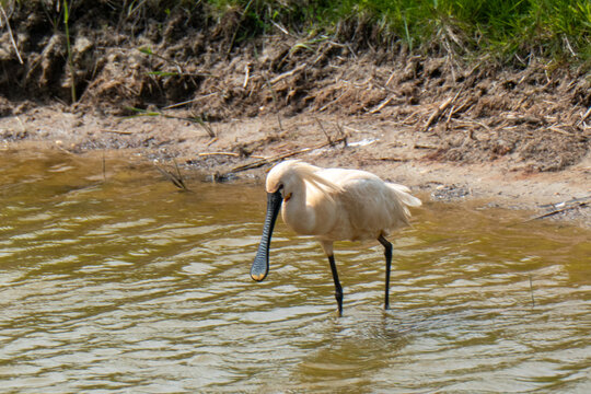 spoonbill