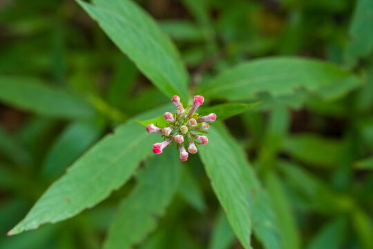 Tiny pink buds cluster atop green leafy stem. Leaves are elongated, serrated, and vibrant. Natural background blurs softly to emphasize blooms. Growth appears healthy, sunlit, and fresh