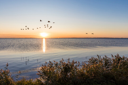 Germany, Mecklenburg-West Pomerania, Baltic Sea, Ruegen Island, Schaprode, Schaproder Bodden, Cranes (Grus grus) flying above sea at sunset