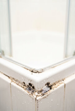 Moldy corner of shower enclosure with water droplets on tiles  