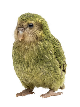 Young Kakapo chick standing with fluffy green feathers, adorable realistic proportions, isolated on transparent background