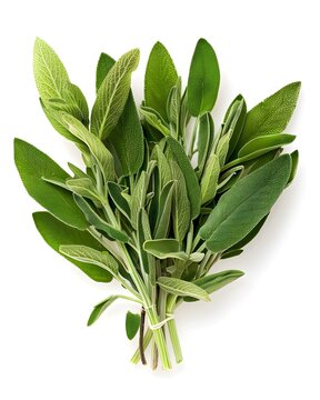 sage macro botanical detail isolated on white background