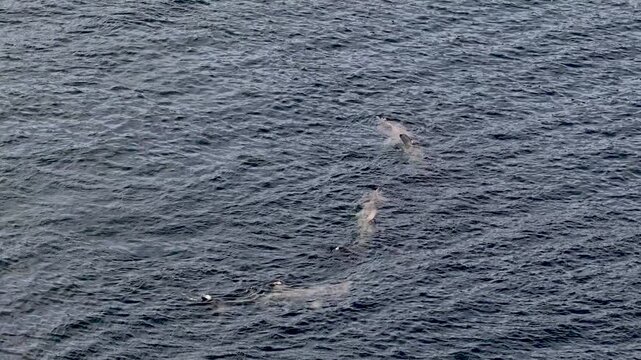 Aerial view of basking sharks at Muckross Head ,Donegal - Ireland
