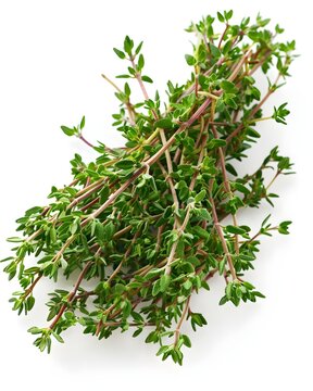 thyme sprigs herb isolated on white background