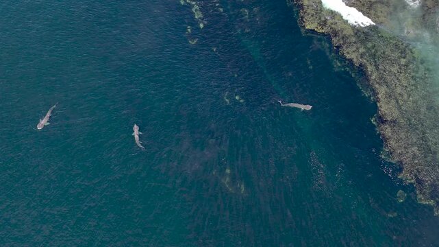 Aerial view of basking sharks at Muckross Head ,Donegal - Ireland