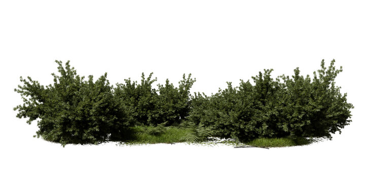 Several bushes and patches of grass appear together in natural area. scene shows green plants and clear environment. Sunlight shines on foliage, highlighting its shape. 3d render