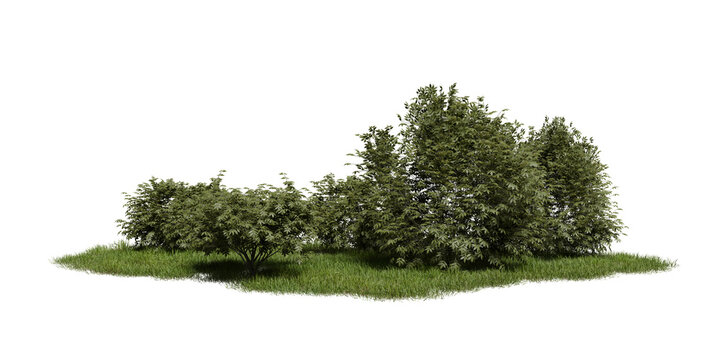 group of green shrubs grows closely together on patch of grass. This scene showcases natural arewith various plants. setting looks bright and open. 3d render