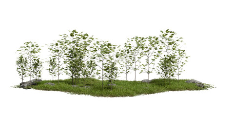 Obraz premium Young trees and grass grow together on small patch of land. setting is outdoors and scene shows green plants against clear background. 3d render