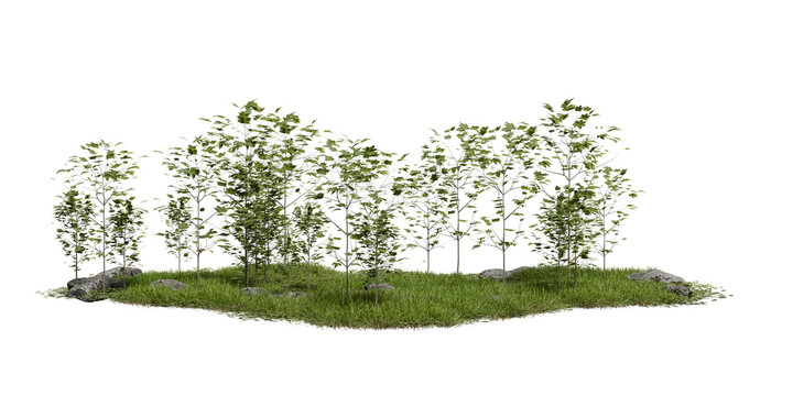 Young trees and grass grow together on small patch of land. setting is outdoors and scene shows green plants against clear background. 3d render