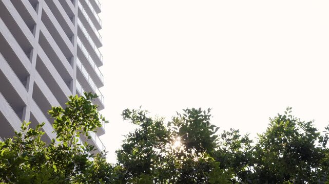 木漏れ日が差し込む街路樹越しに見上げる都市のタワーマンション