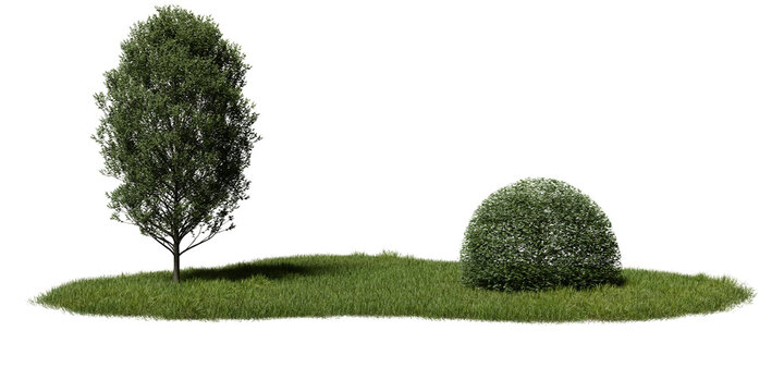 tree stands on one side while round bush is on other side. Both are on patch of grass under bright daylight. scene shows simple natural setting. 3d render