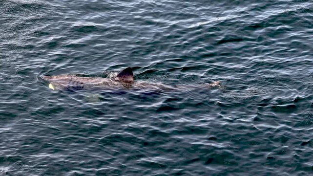 Aerial view of basking sharks at Muckross Head ,Donegal - Ireland