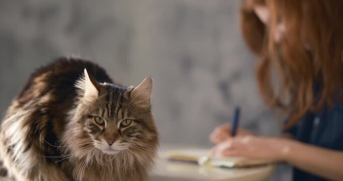 Cinematic fluffy domestic cat calmly sitting on a white table beside a teenage girl studying and writing in a notebook. Warm natural light, shallow depth of field, and a cozy home interior 