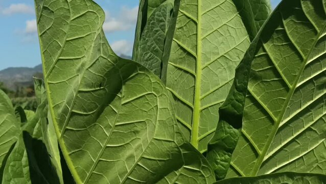 Close up of fresh green tobacco leaf texture with mountain background