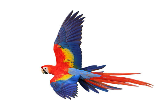 Colorful flying Scarlet Macaw parrot isolated on transparent background png file