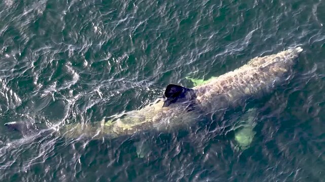 Aerial view of basking sharks at Muckross Head ,Donegal - Ireland