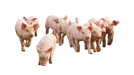 Group of small pink piglets walking together isolated on white background with livestock agriculture domestic isolated production © Jahid
