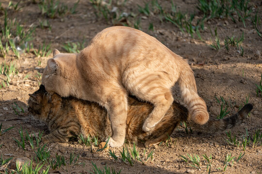 Outdoor photography of stray cats mating and reproducing in nature.