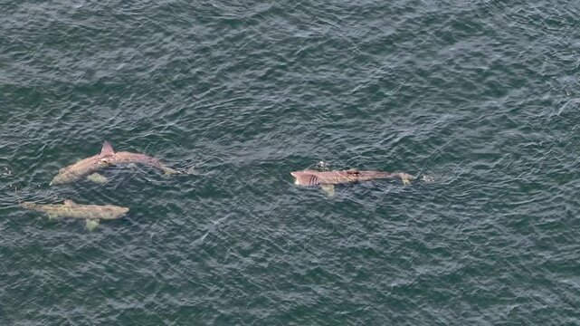 Aerial view of basking sharks at Muckross Head ,Donegal - Ireland