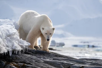Adult male polar bear, Ursus maritimus, standing on coastal rocks in its natural habitat, with a snow and ice landscape background and copy space. Kongsfjorden, Svalbard. © Rixie