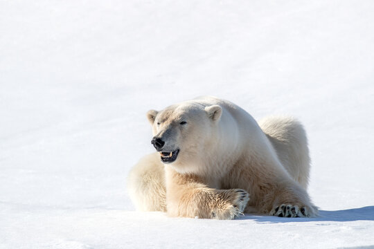 Alert adult male polar bear, Ursus Maritimus, resting on the snow, against bright white background with copy space. Kingsfjorden, Svalbard.