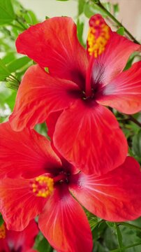 Red Hibiscus Flowers in Bloom. Two vivid tropical blossoms with yellow stamens move gently among lush green leaves. Ideal for botanical and summer projects.