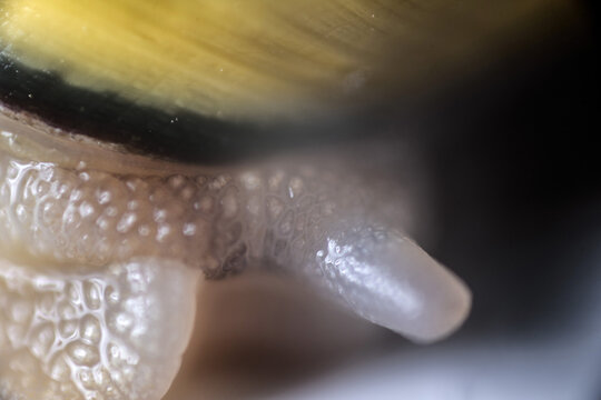 schnecke makro nah tier