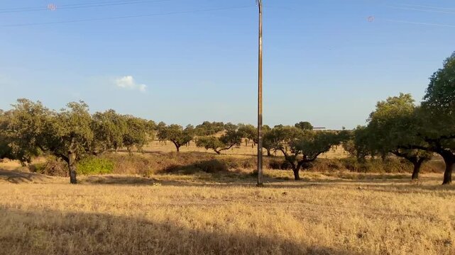 Dehesa extreme&ntilde;a en verano con sequia y pasto dorado al atardecer 